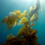 seaweed spa products