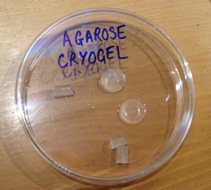 Petri dish of agarose cryogel
